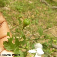 Hibiscus micranthus L.f.